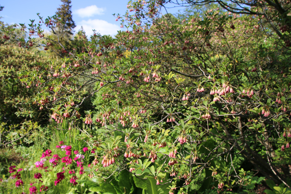 Энкиантус колокольчатый (дат. Pagodebusk, лат. Enkianthus campanulatus). Ботанический сад Орхус 28 мая 2023, Дания 