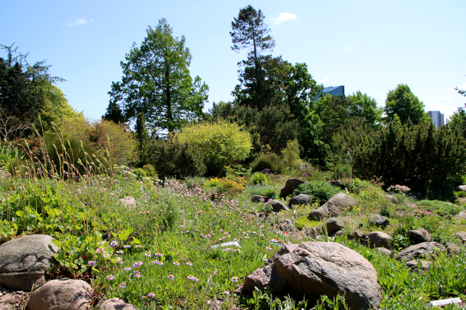 Эригерон урсинус (лат. Erigeron ursinus). Ботанический сад г. Орхус, Дания. 28 мая 2023 