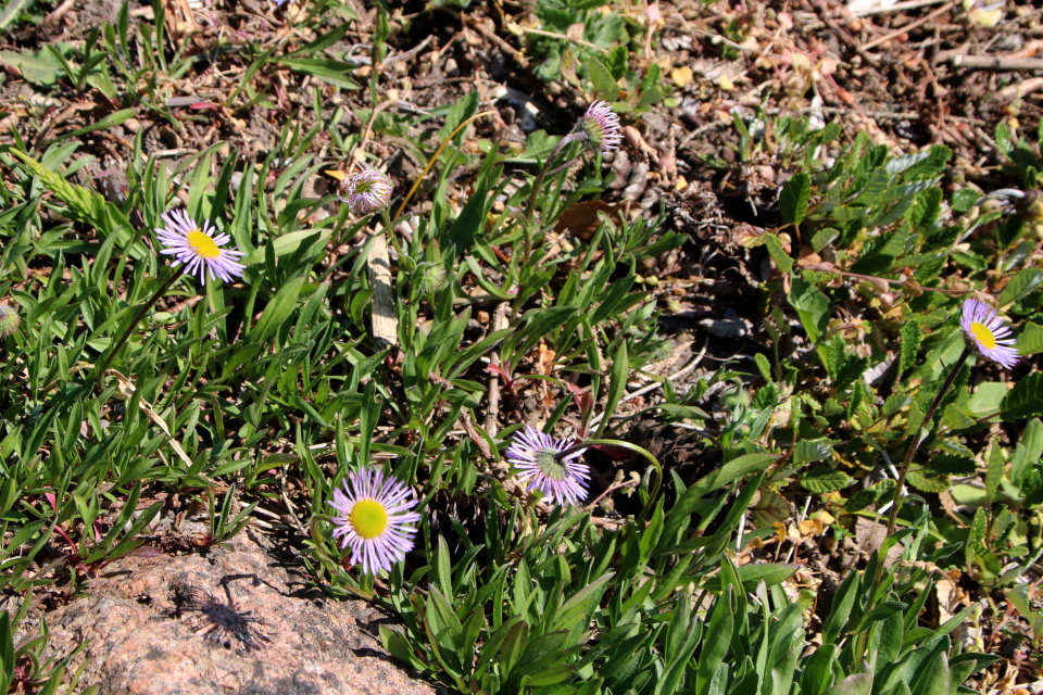 Эригерон урсинус (лат. Erigeron ursinus). Ботанический сад Орхус 12 мая 2023, Дания 