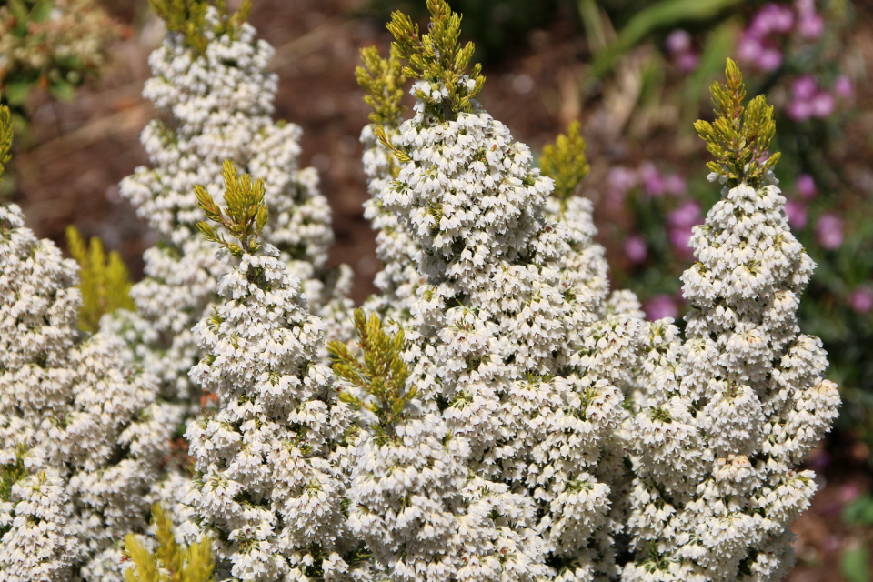 Эрика древовидная (дат. Trælyng, лат. Erica arborea var. alpina). Ботанический сад Орхус 28 мая 2023, Дания 