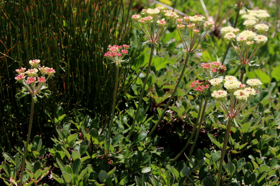 Эриогонум борщевиколистный (лат. Eriogonum heracleoides). Ботанический сад г. Орхус, Дания. 28 мая 2023 