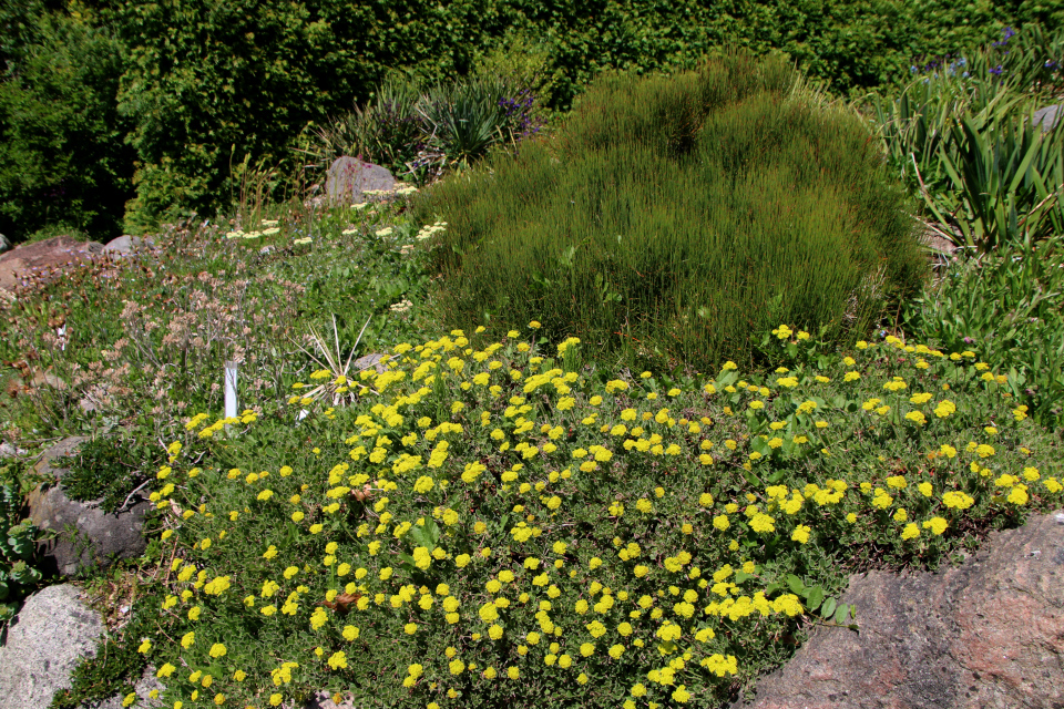 Эриогонум зонтичный (лат. Eriogonum umbellatum). Ботанический сад г. Орхус, Дания. 28 мая 2023 