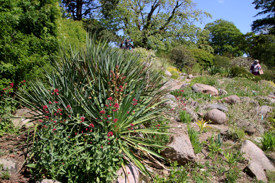 Юкка навахоа (дат. Navajo yucca, лат. Yucca baileyi var. navajoa), Центрантус красный, или Валериана красная (дат. Rød sporebaldrian, лат. Centranthus ruber). Ботанический сад Орхус 28 мая 2023, Дания 