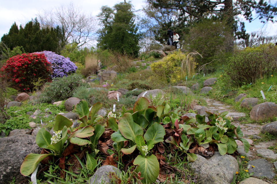 Бадан толстолистный (дат. Hjertekæmpestenbræk, лат. Bergenia cordifolia 'Bressingham White'). Ботанический сад Орхус, Дания. 30 апреля 2023