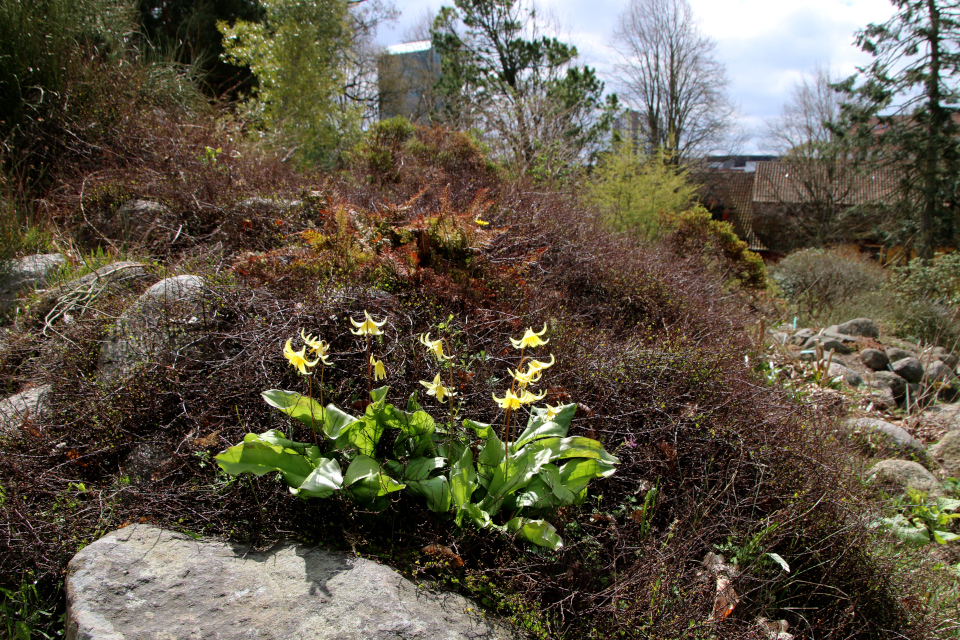 Кандык туоламнийский или Эритрониум туоламнийский (лат. Erythronium tuolumnense). Ботанический сад Орхус, Дания. 30 апреля 2023 