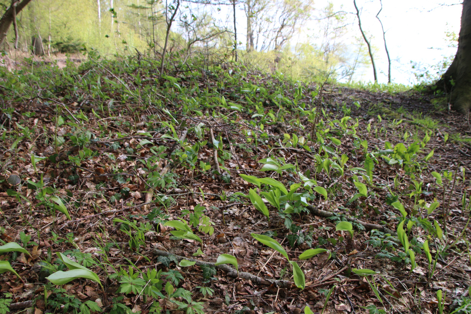 Ландыш майский (дат. Liljekonval, лат. Convallaria majalis). Трельде-Нэс (Trelde Næs), Фредерисия, Дания. 7 мая 2023 