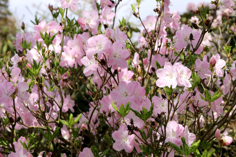 Рододендрон Шлиппенбаха (дат. Koreaazalea, лат. Rhododendron schlippenbachii). Ботанический сад Орхус, Дания. 30 апреля 2023