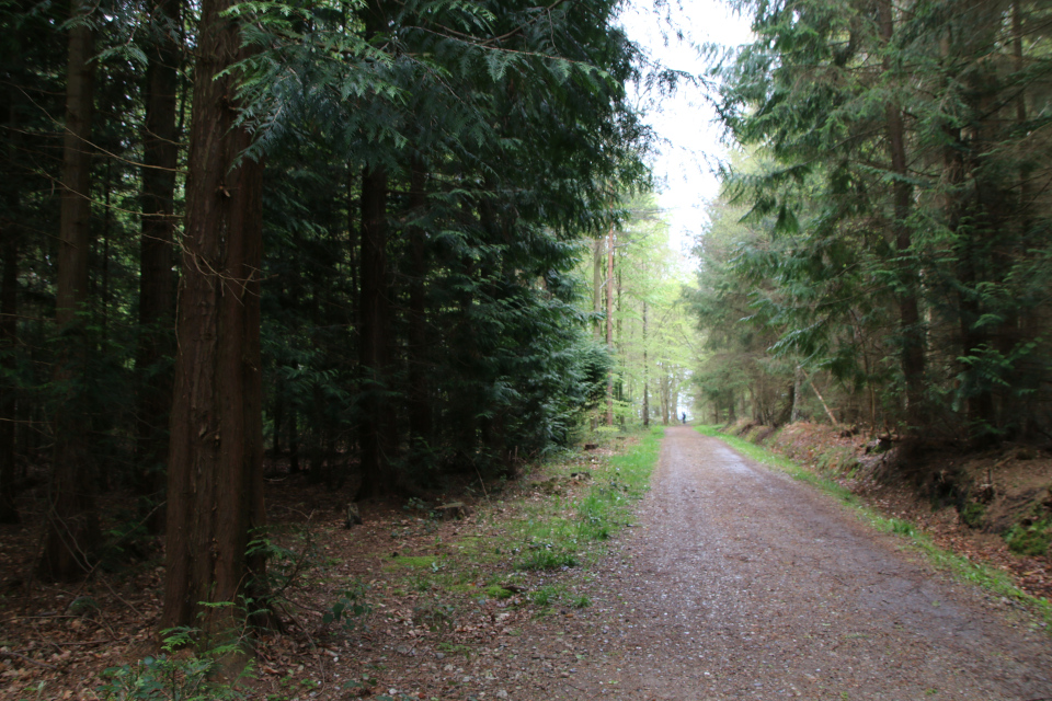 Туя складчатая (дат. Kæmpe-Thuja, лат. Thuja plicata). Трельде-Нэс (Trelde Næs), Фредерисия, Дания. 7 мая 2023 