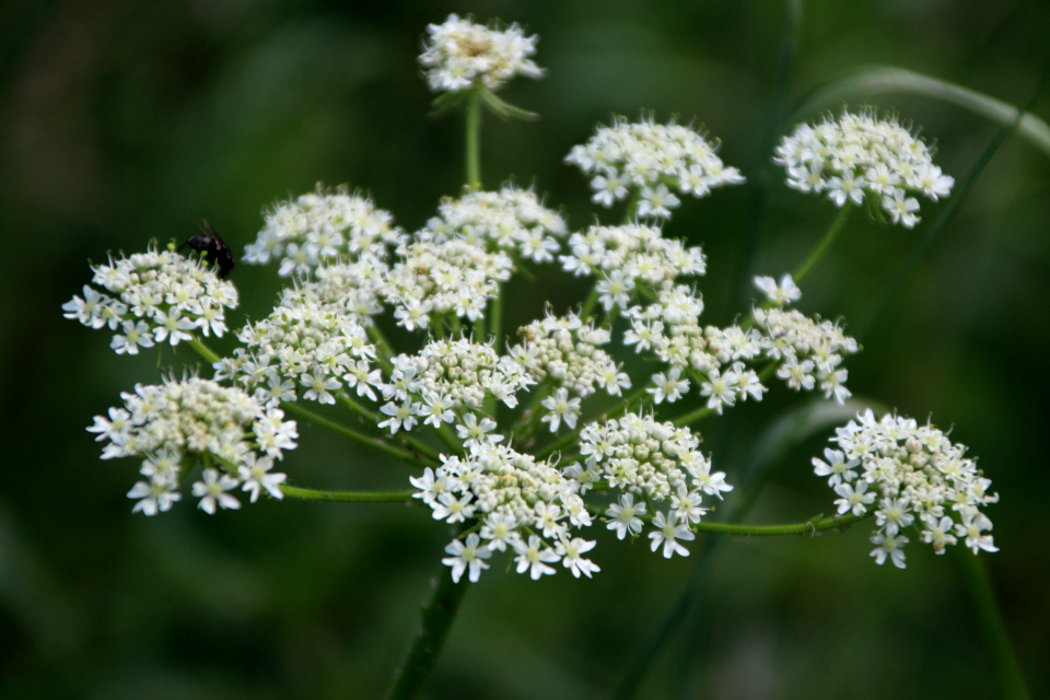 Борщевик обыкновенный (дат. Almindelig bjørneklo, лат. Heracleum sphondylium) Долина Фульден (Fulden dalen), Дания. 25 июня 2023 