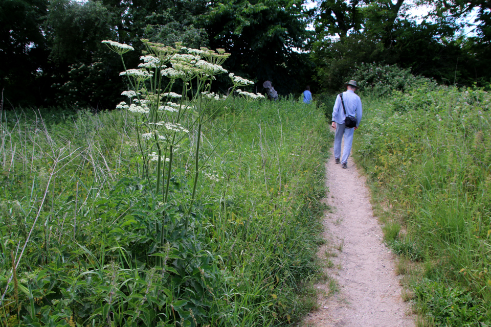 Борщевик обыкновенный (дат. Almindelig bjørneklo, лат. Heracleum sphondylium) Долина Фульден (Fulden dalen), Дания. 25 июня 2023 