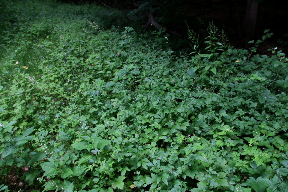 Гравилат городской (дат. Feber-Nellikerod, лат. Geum urbanum). Двулепестник парижский (дат. Dunet Steffensurt, лат. Circaea lutetiana, семейство Кипрейные, Onagraceae). Долина Фульден (Fulden dalen), Дания. 25 июня 2023 