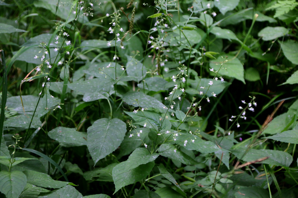 Двулепестник парижский (дат. Dunet Steffensurt, лат. Circaea lutetiana, семейство Кипрейные, Onagraceae). Долина Фульден (Fulden dalen), Дания. 25 июня 2023 