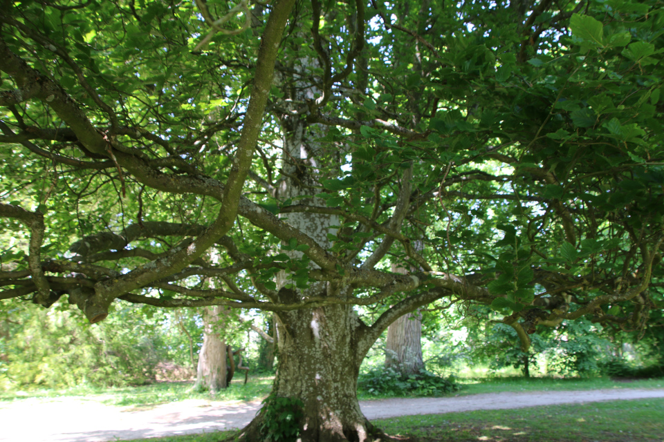 Бук прямостоячий (дат. Søjlebøg, лат. Fagus sylvatica 'Fastigiata'). Лесной ботанический сад Орхус, Дания. 3 июня 2023 