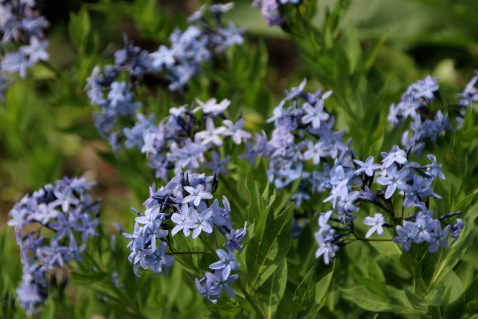 Амсония восточная (лат. Amsonia orientalis, семейство Кутровые, Apocynaceae). Ботанический сад, г. Орхус, Дания. 17 июня 2023 