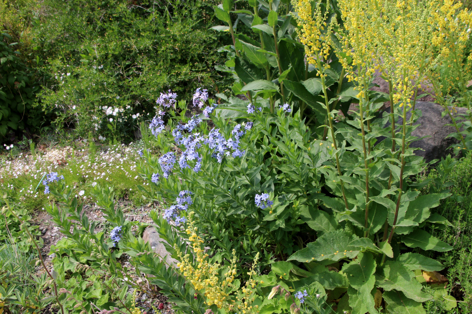 Амсония восточная (лат. Amsonia orientalis, семейство Кутровые, Apocynaceae). Ботанический сад, г. Орхус, Дания. 17 июня 2023 