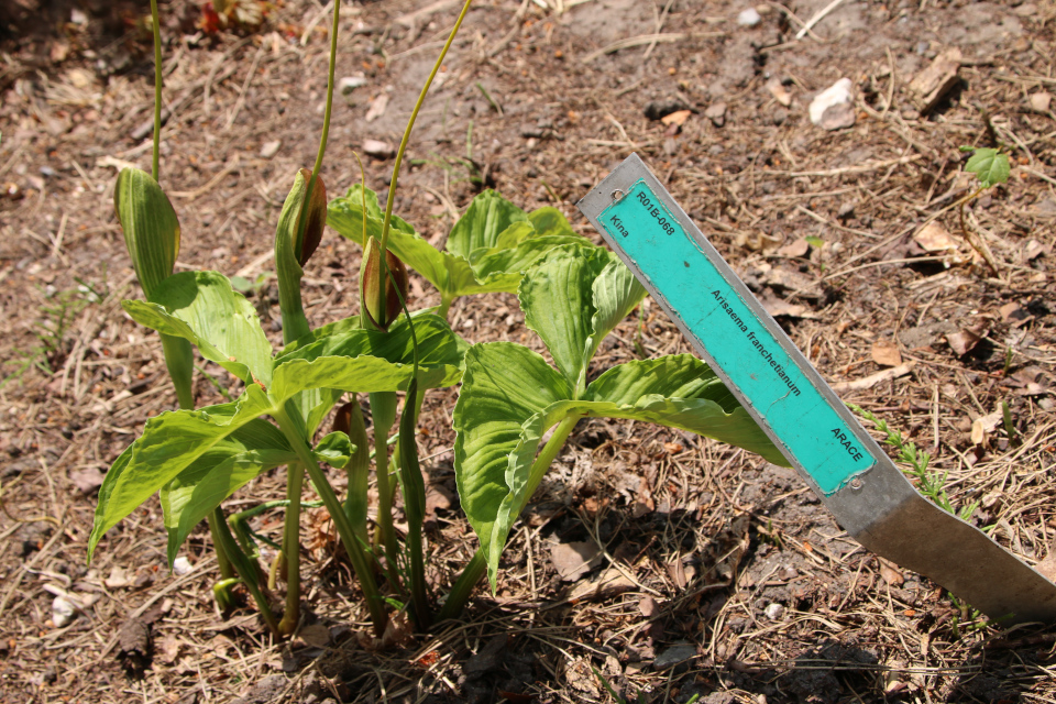 Аризема Франше (лат. Arisaema franchetianum, семейство Ароидные, Araceae). Ботанический сад, г. Орхус, Дания. 17 июня 2023 