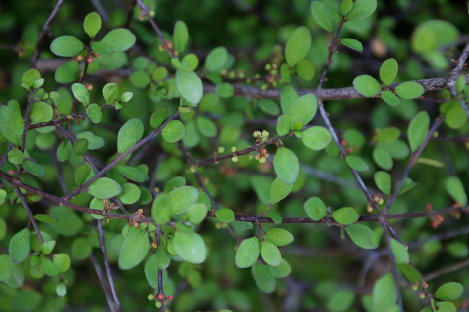 Аристотелия ягодная (лат. Aristotelia fruticosa, семейство Элеокарповые, Elaeocarpaceae). Ботанический сад Орхус 17 июня 2023, Дания 