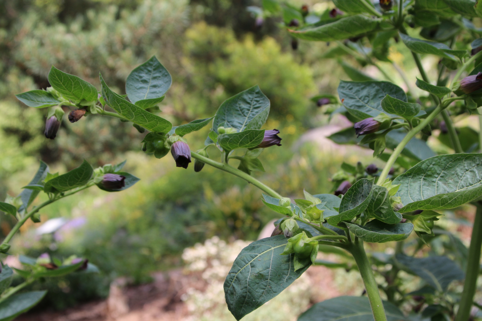 Белладонна (дат. Galnebær, лат. Atropa belladonna, семейства Паслёновые, Solanaceae) . Ботанический сад, г. Орхус, Дания. 17 июня 2023 