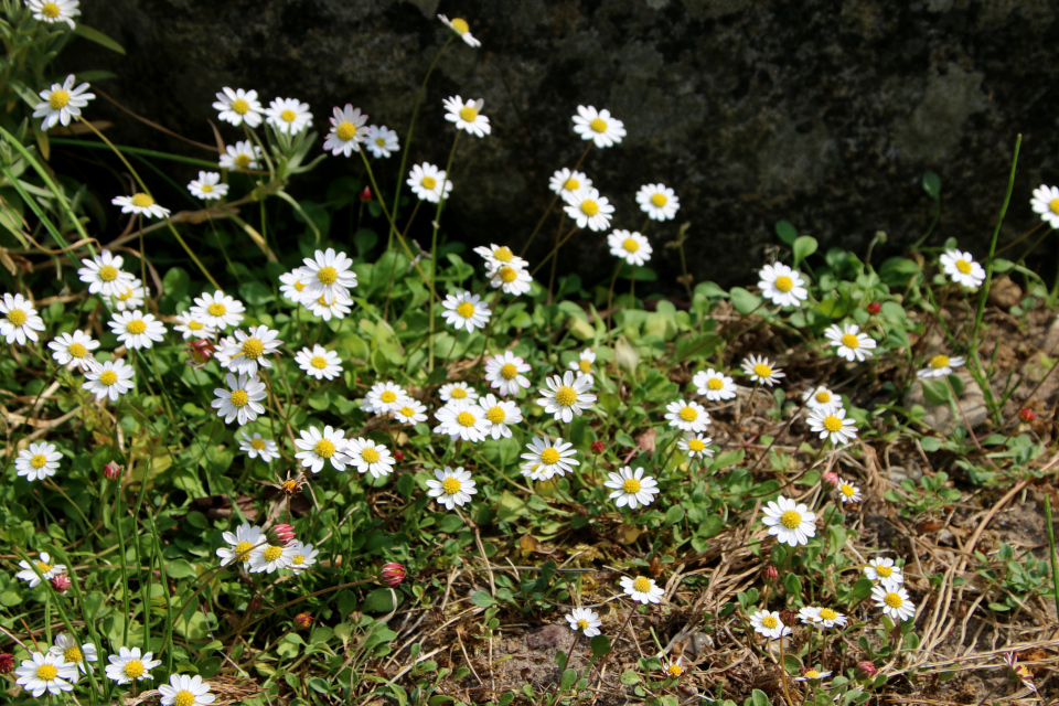 Беллиум мелкий (дат. Dværg bellis, лат. Bellium minutum, семейство Сложноцветные, Asteraceae). Ботанический сад, г. Орхус, Дания. 17 июня 2023 