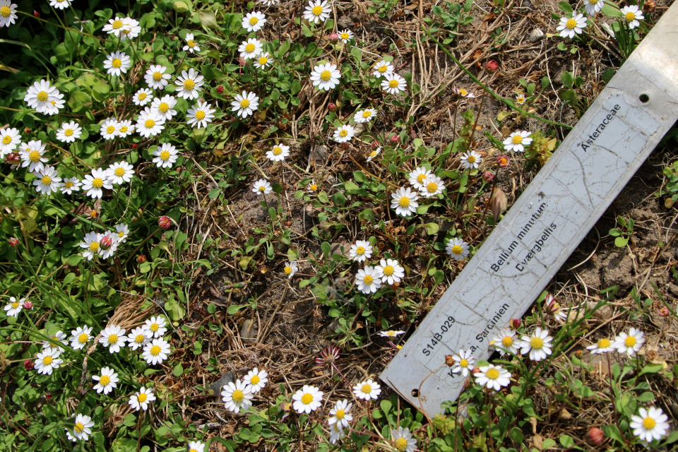 Беллиум мелкий (дат. Dværg bellis, лат. Bellium minutum, семейство Сложноцветные, Asteraceae). Ботанический сад, г. Орхус, Дания. 17 июня 2023 