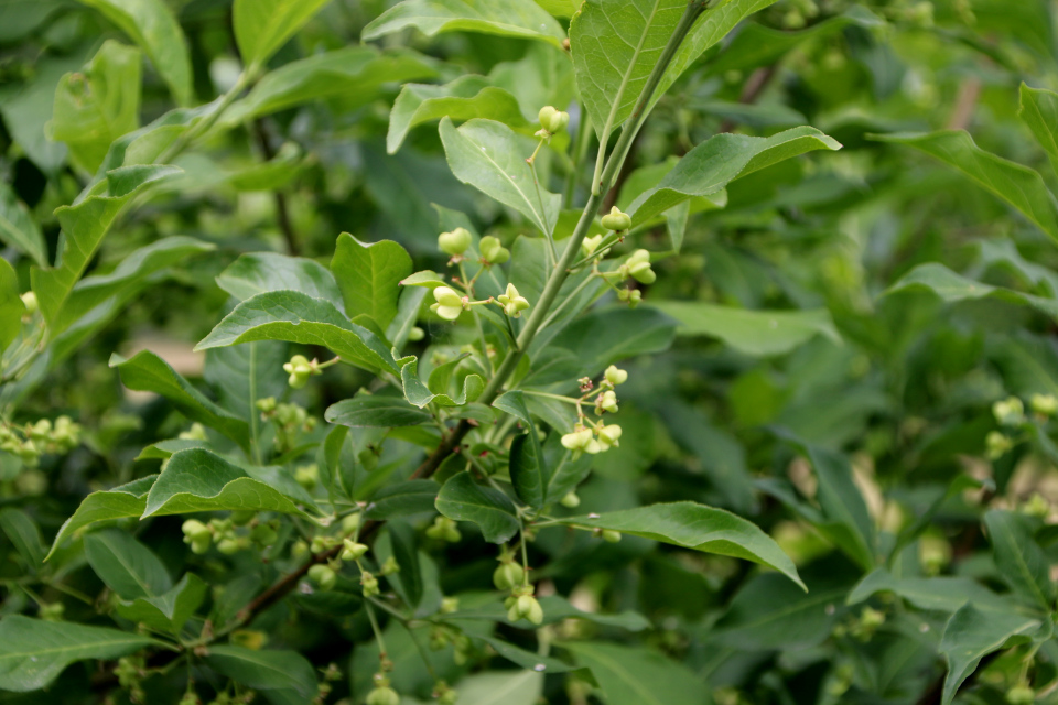 Бересклет европейский (дат. Benved, лат. Euonymus europaeus). Фульден, Дания. 25 июня 2023 