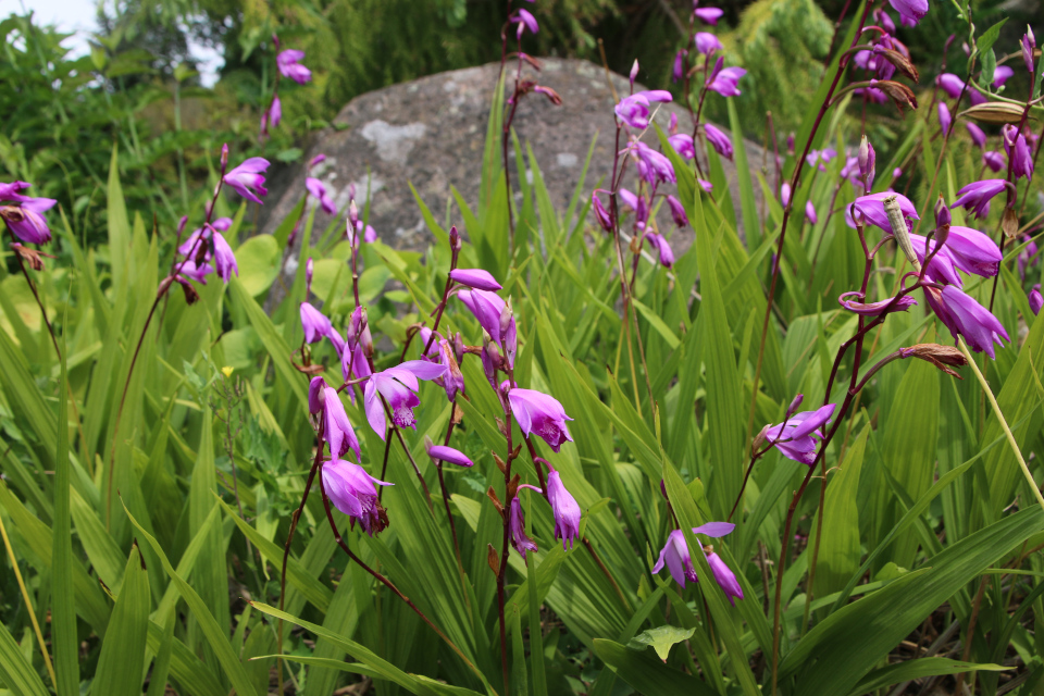 Kитайская орхидея Блетилла полосатая (дат. Mikadoblomst, лат. Bletilla striata, семейства Орхидные, Orchidaceae). Ботанический сад Орхус 17 июня 2023, Дания 