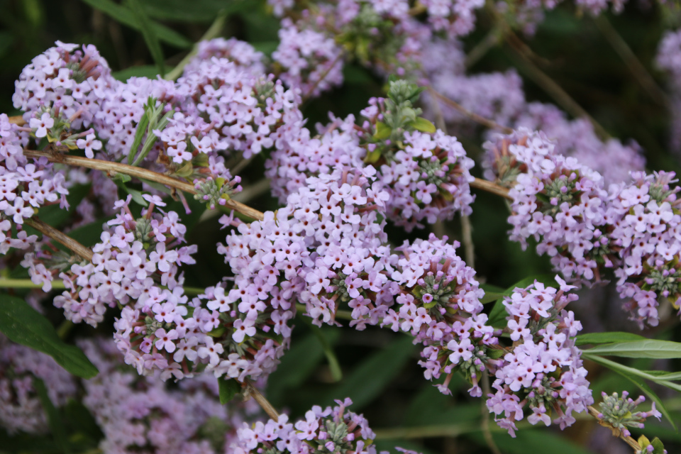 Буддлея очереднолистная (дат. Småbladet buddleja, лат. Buddleja alternifolia, семейство Норичниковые, Scrophulariaceae). Ботанический сад Орхус 17 июня 2023, Дания 