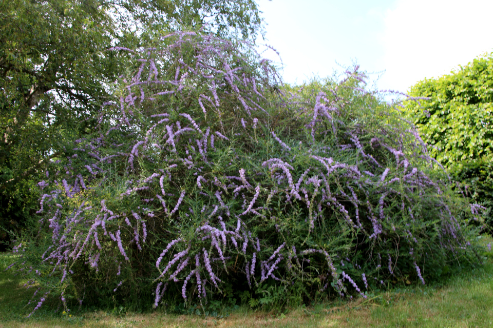 Буддлея очереднолистная (дат. Småbladet buddleja, лат. Buddleja alternifolia, семейство Норичниковые, Scrophulariaceae). Ботанический сад Орхус 17 июня 2023, Дания 