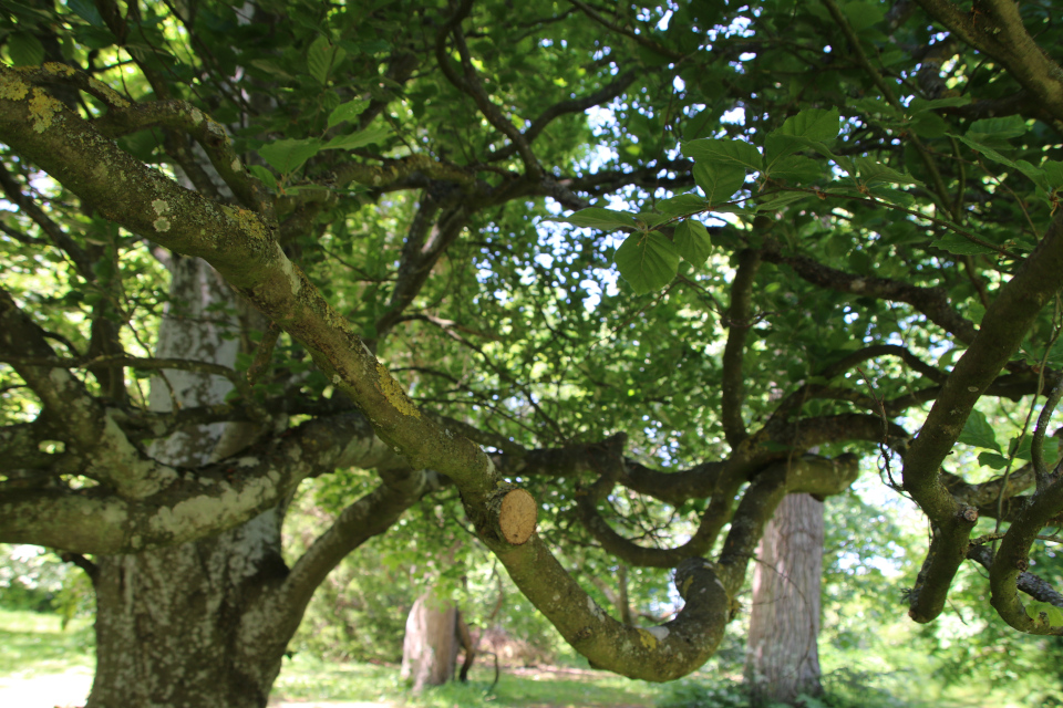 Бук прямостоячий (дат. Søjlebøg, лат. Fagus sylvatica 'Fastigiata'). Лесной ботанический сад Орхус, Дания. 3 июня 2023 