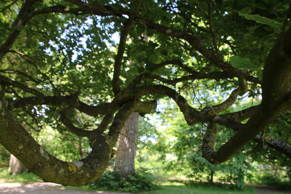 Бук прямостоячий (дат. Søjlebøg, лат. Fagus sylvatica 'Fastigiata'). Лесной ботанический сад Орхус, Дания. 3 июня 2023 