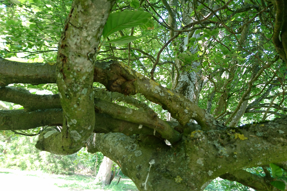 Дерево с кольцами (дат. Søjlebøg, лат. Fagus sylvatica 'Fastigiata'). Лесной ботанический сад Орхус, Дания. 3 июня 2023 