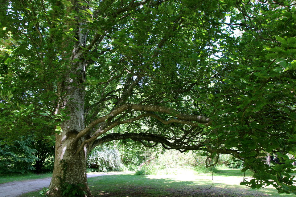 Бук вертикальный (дат. Søjlebøg, лат. Fagus sylvatica 'Fastigiata'). Лесной ботанический сад Орхус, Дания. 3 июня 2023 