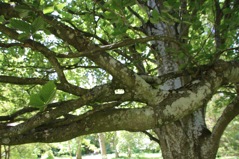 Бук с кольцом (дат. Søjlebøg, лат. Fagus sylvatica 'Fastigiata'). Лесной ботанический сад Орхус, Дания. 3 июня 2023 