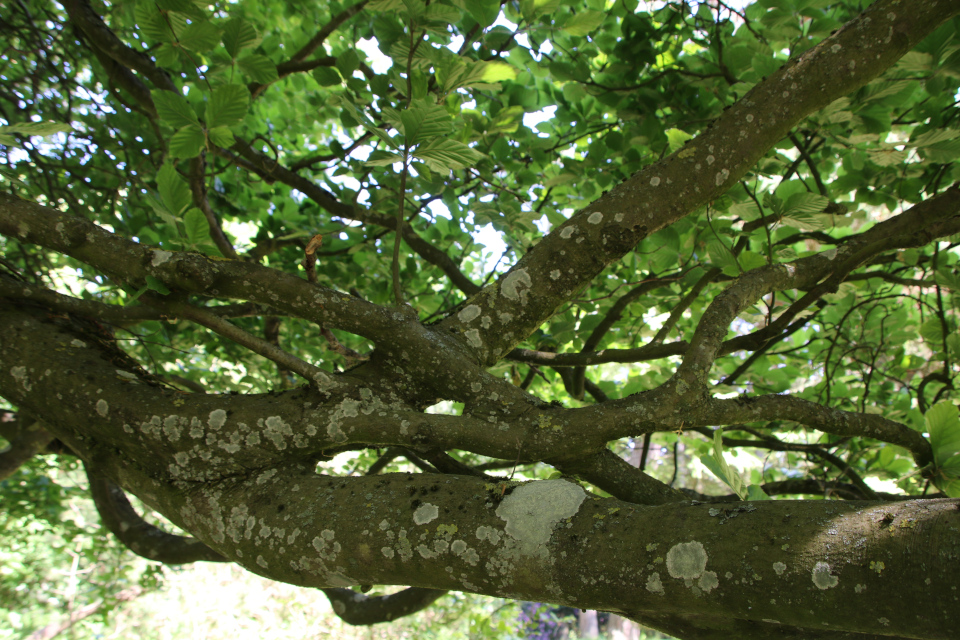 Дерево с кольцами (дат. Søjlebøg, лат. Fagus sylvatica 'Fastigiata'). Лесной ботанический сад Орхус, Дания. 3 июня 2023 