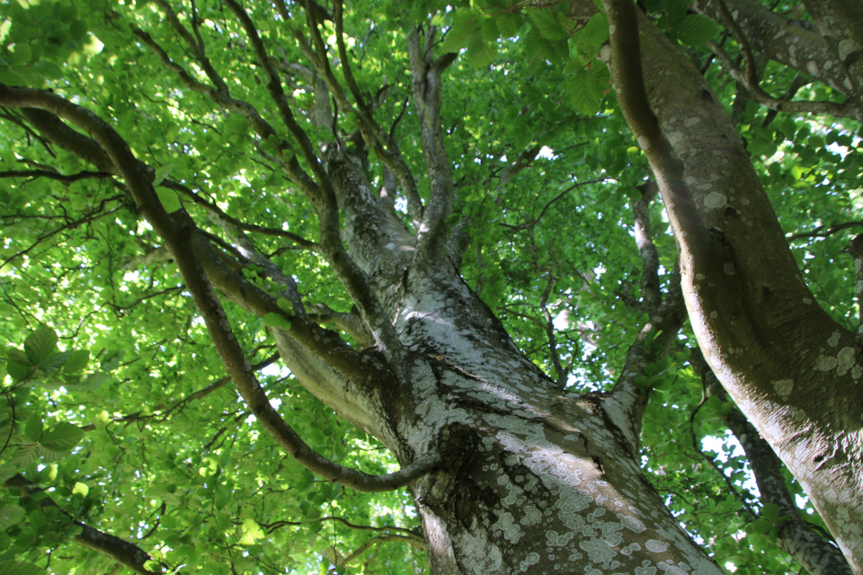 Бук обыкновенный (дат. Søjlebøg, лат. Fagus sylvatica 'Fastigiata'). Лесной ботанический сад Орхус, Дания. 3 июня 2023 