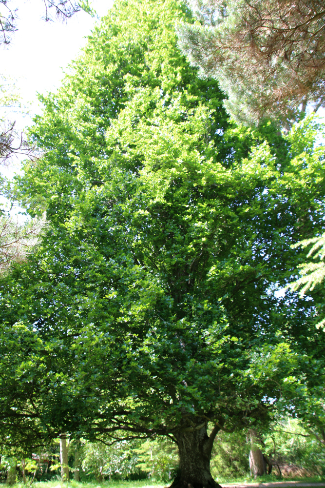 Бук вертикальный (дат. Søjlebøg, лат. Fagus sylvatica 'Fastigiata'). Лесной ботанический сад Орхус, Дания. 3 июня 2023