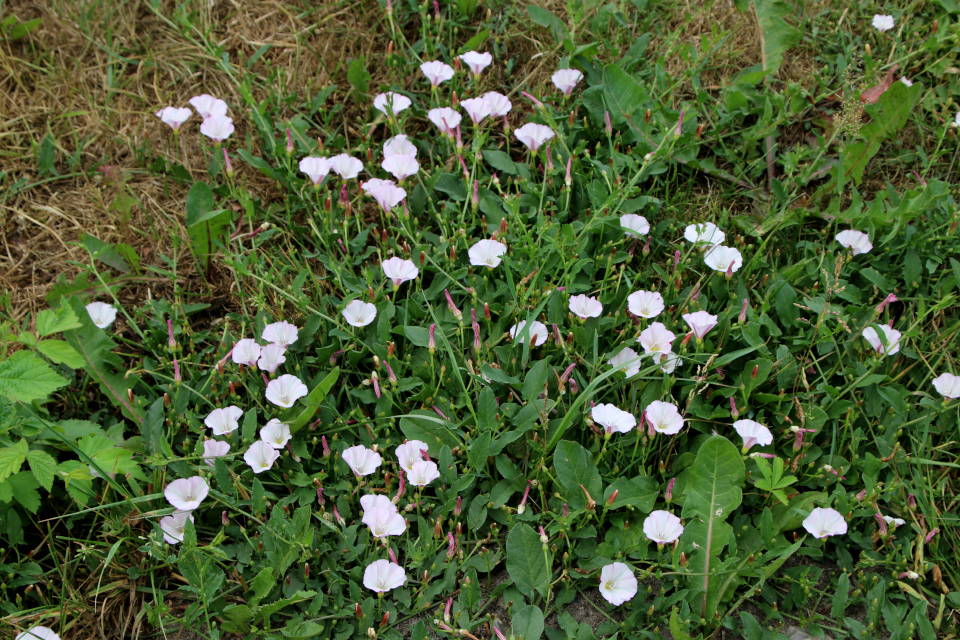 Вьюнок полевой (дат. Ager-Snerle, лат. Convolvulus arvensis, семейство Вьюнковые, Convolvulaceae). Фульден, Дания. 25 июня 2023 