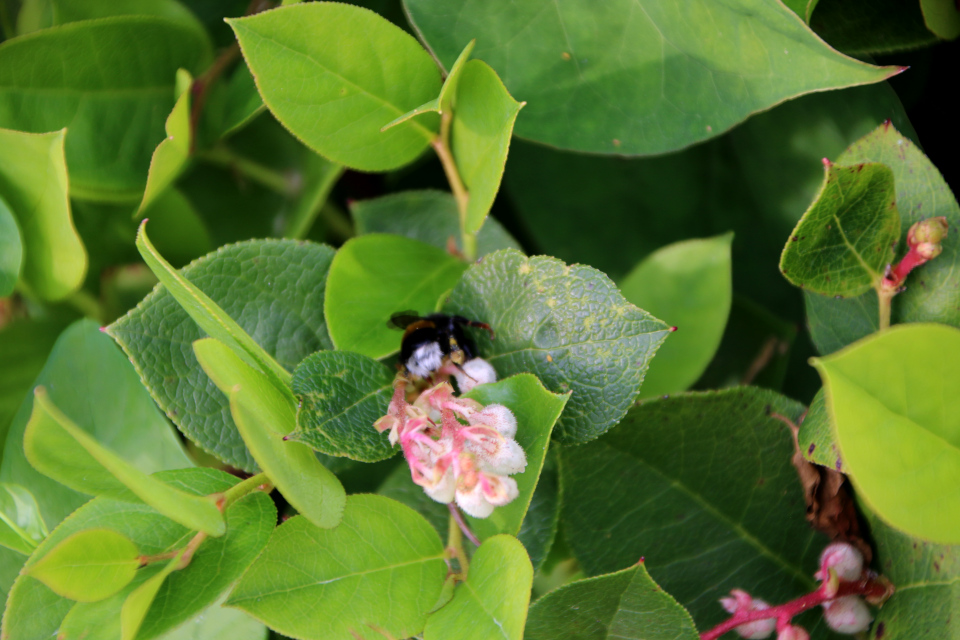 Гаультерия распростертая (лат. Gaultheria humifusa, семейство Вересковые, Ericaceae). Ботанический сад, г. Орхус, Дания. 17 июня 2023 