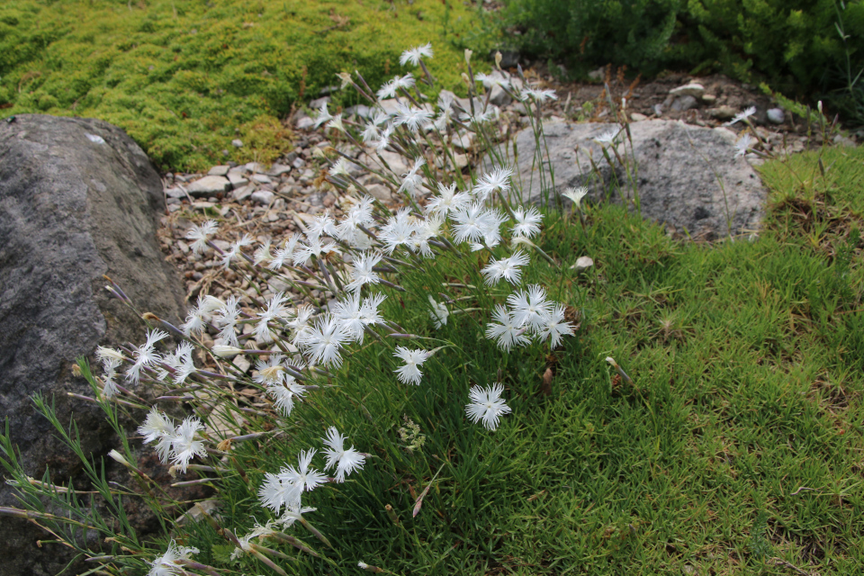 Гвоздика скальная (лат. Dianthus petraeus, семейства Гвоздичные, Caryophyllaceae). Ботанический сад Орхус 17 июня 2023, Дания 