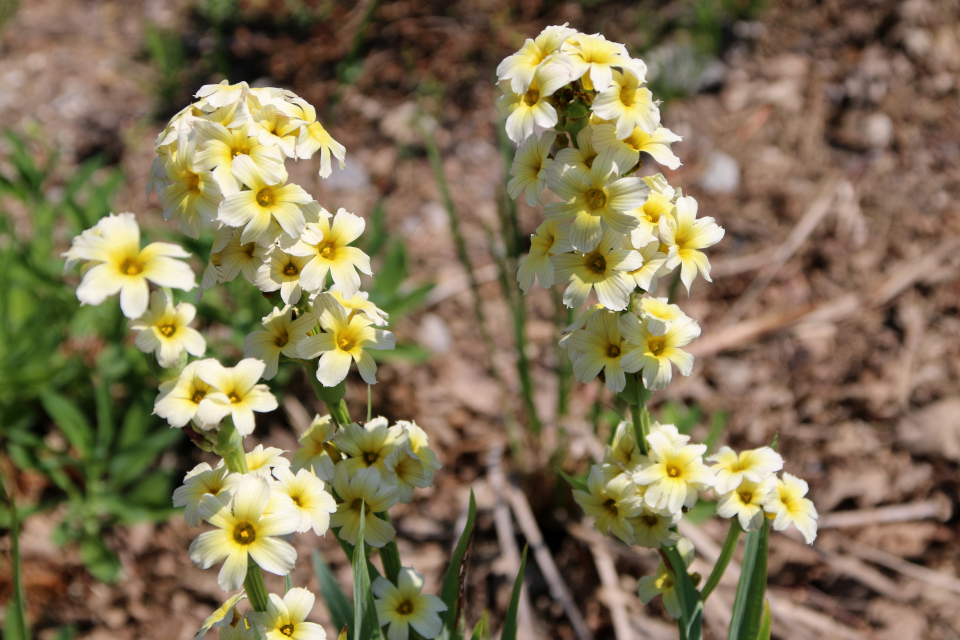 Голубоглазка полосатая (дат. Stribet blåøje, лат. Sisyrinchium striatum 'Album', семейство Ирисовые, Iridaceae). Ботанический сад Орхус 17 июня 2023, Дания 