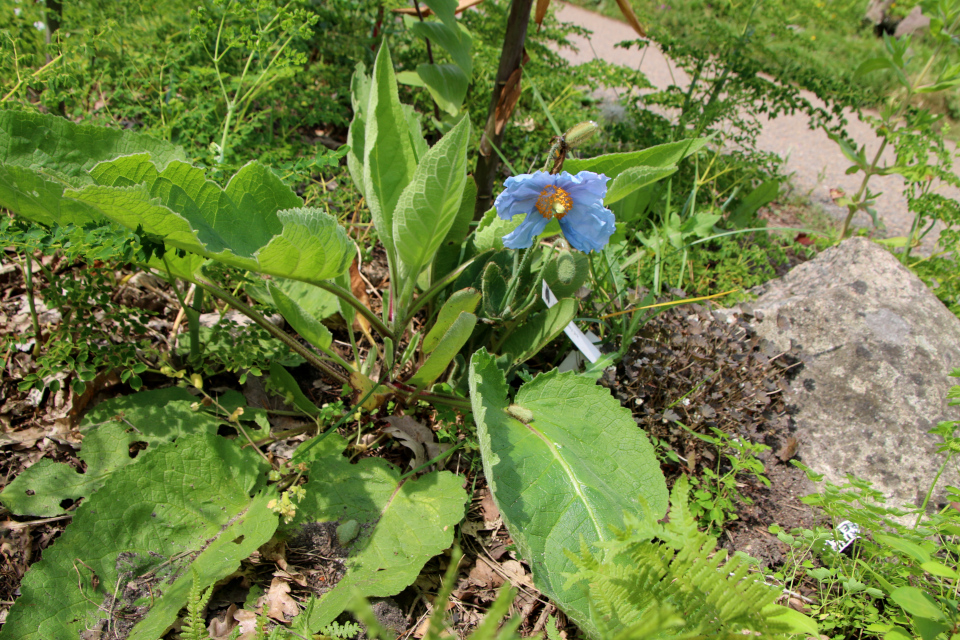 Гималайский голубой мак (дат. Almindelig valmuesøster, лат. Meconopsis baileyi, семейство Маковые, Papaveraceae). Ботанический сад Орхус 17 июня 2023, Дания 