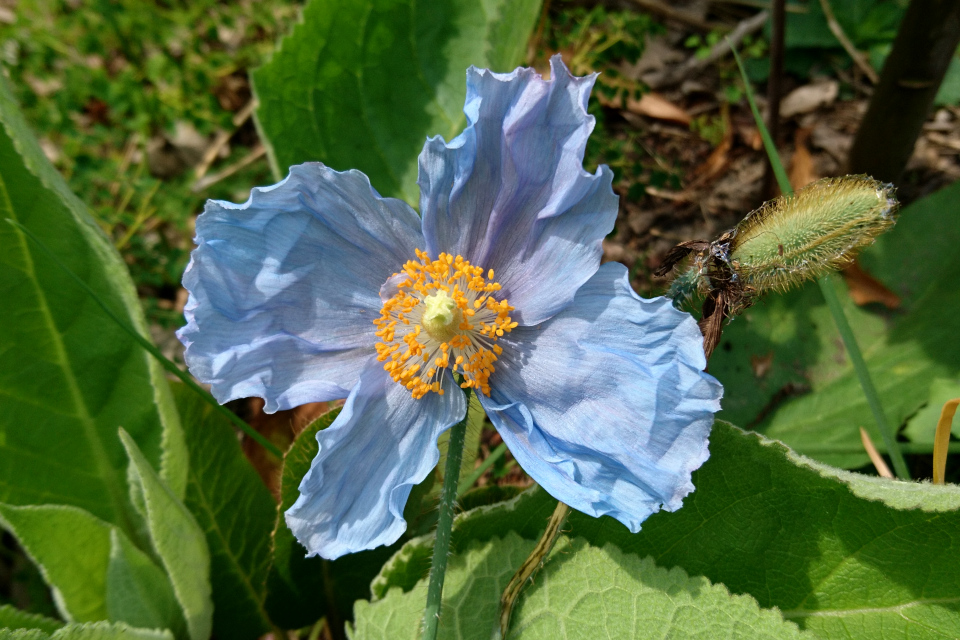 Гималайский голубой мак (дат. Almindelig valmuesøster, лат. Meconopsis baileyi, семейство Маковые, Papaveraceae). Ботанический сад Орхус 17 июня 2023, Дания 