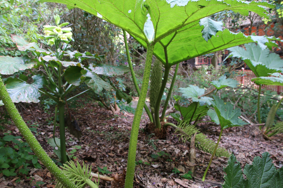 Гуннера влагалищная (дат. Mammutblad, лат. Gunnera manicata, семейство Гуннеровые, Gunneraceae). Ботанический сад, г. Орхус, Дания. 17 июня 2023 