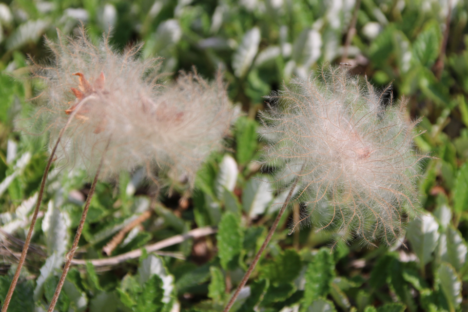 Дриада Драммонда (дат. Bjerg rypelyng, лат. Dryas drummondii, семейства Розовые, Rosaceae). Ботанический сад, г. Орхус, Дания. 17 июня 2023 