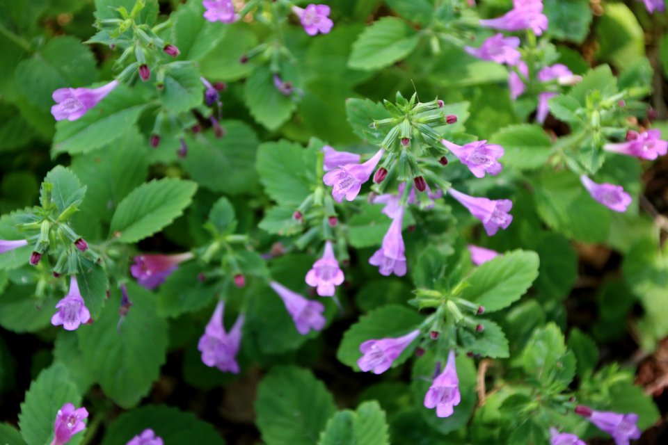 Душевик крупноцветковый (дат. Rosenmynte, лат. Drymosiphon grandiflorus / Calamintha grandiflora / Clinopodium grandiflorum, семейство Губоцветные, Lamiaceae). Ботанический сад, г. Орхус, Дания. 17 июня 2023 