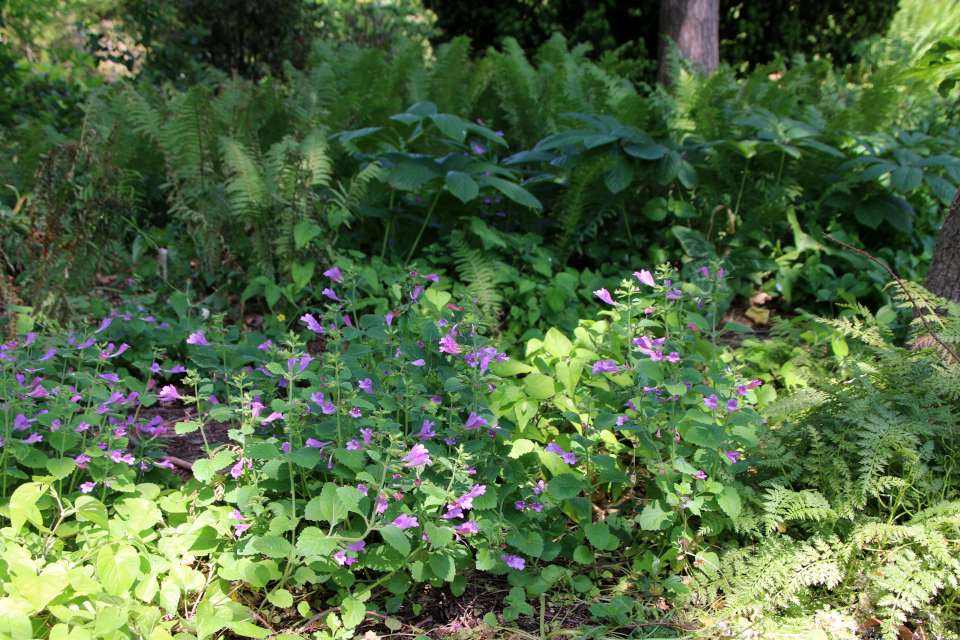 Душевик крупноцветковый (дат. Rosenmynte, лат. Drymosiphon grandiflorus / Calamintha grandiflora / Clinopodium grandiflorum, семейство Губоцветные, Lamiaceae). Ботанический сад, г. Орхус, Дания. 17 июня 2023 