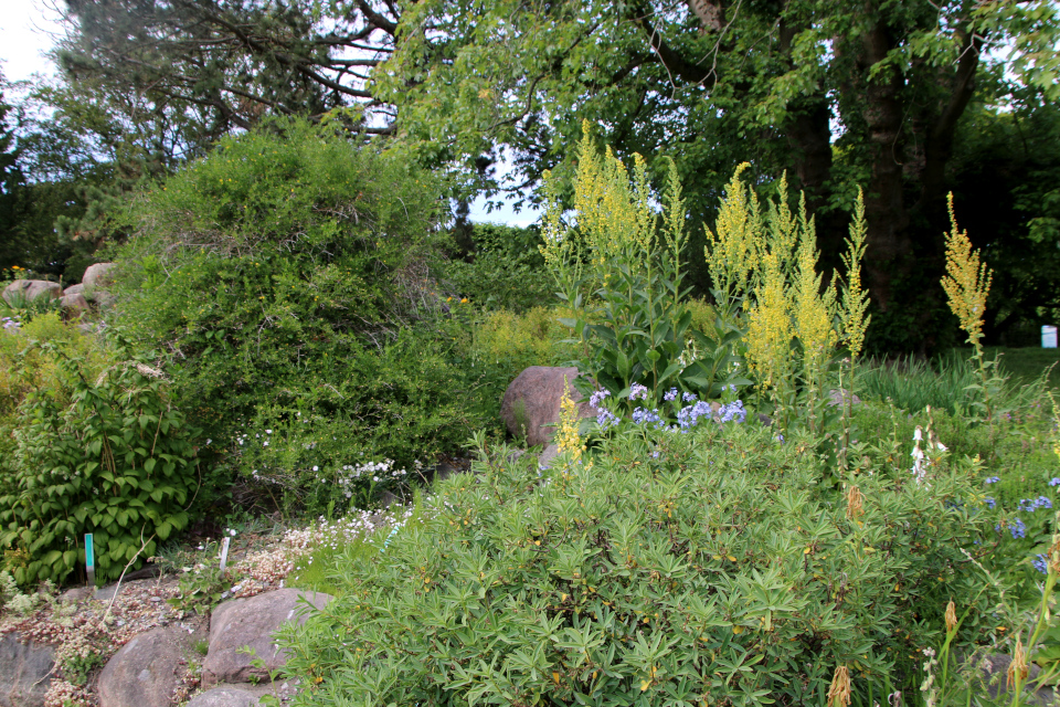 Жасмин кустарниковый (лат. Jasminum fruticans, семейство Маслиновые, Oleaceae). Ботанический сад Орхус 17 июня 2023, Дания 