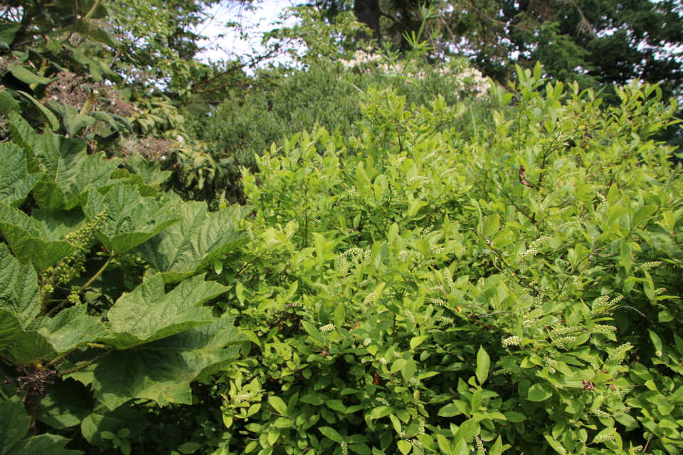 Итея виргинская (дат. Drueved, лат. Itea virginica, семейство Итеевые, Iteaceae), Заманиха ощетиненная (дат. Tornpanax, лат. Oplopanax horridus, семейство Аралиевые, Araliaceae). Ботанический сад, г. Орхус, Дания. 17 июня 2023 