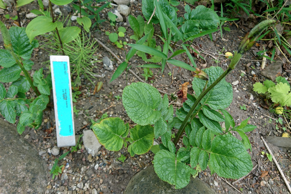 Инкарвиллея Майра (дат. Havegloxinia, лат. incarvillea mairei, семейство Бигнониевые, Bignoniaceae). Ботанический сад, г. Орхус, Дания. 17 июня 2023 