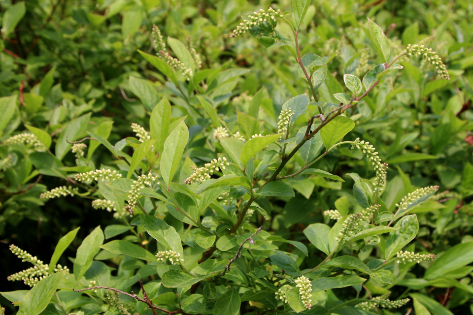 Итея виргинская (дат. Drueved, лат. Itea virginica, семейство Итеевые, Iteaceae). Ботанический сад, г. Орхус, Дания. 17 июня 2023 